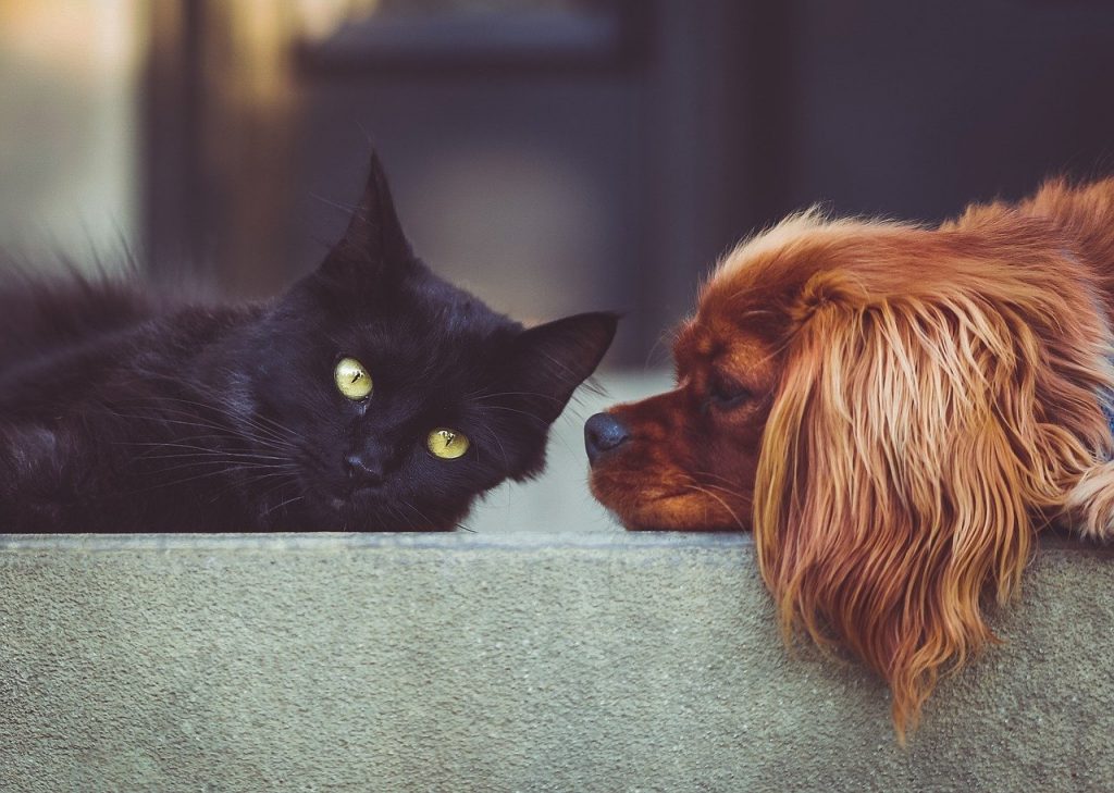 The Lowdown on Cat and Dog Boarding