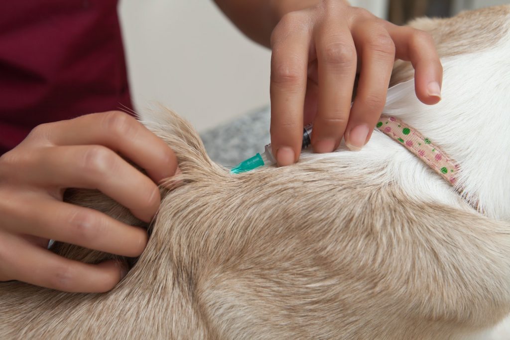 Your Veterinarian Can Maintain Your Pet’s Health With The Help of Vaccines