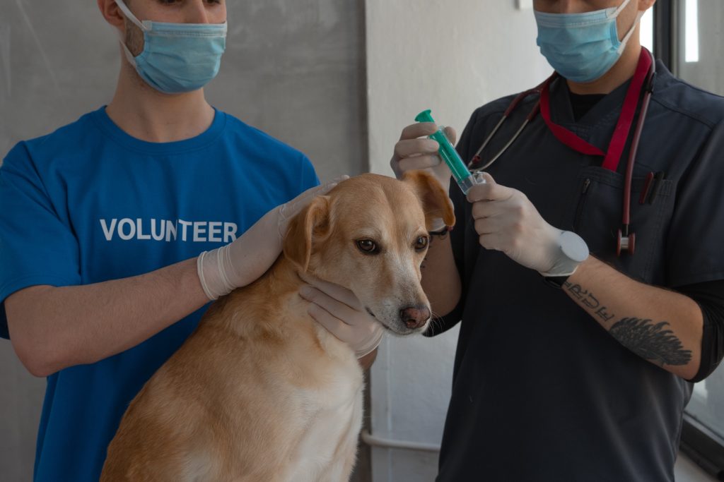 Why is Regular Dental Care Vital for Your Pet’s Health?